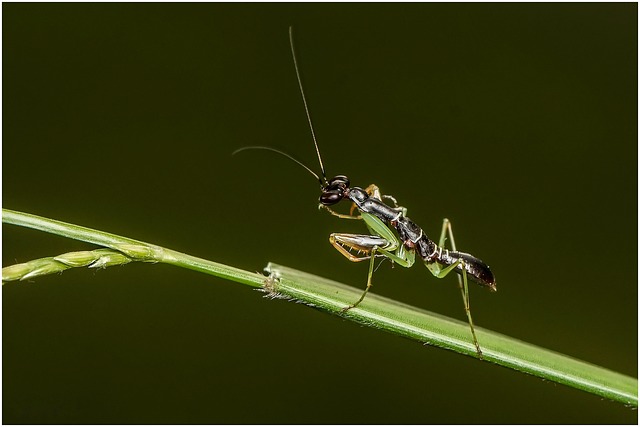 러브 버그&amp;#44; 미리 알고 대비하세요! 뜻부터 퇴치 방법까지 총정리