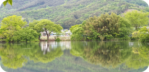 밀양 위양지의 호수에 비친 나무 모습