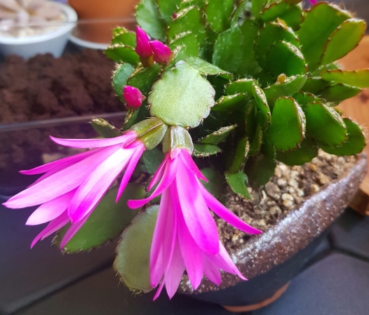 겨울 꽃 게발선인장