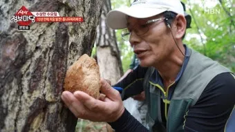 싸리버섯 채취시기종류 정보를 정리_19