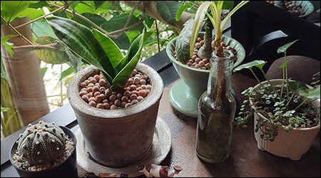 산세베리아와 선인장