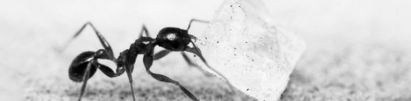 빨간개미 전용 살충제