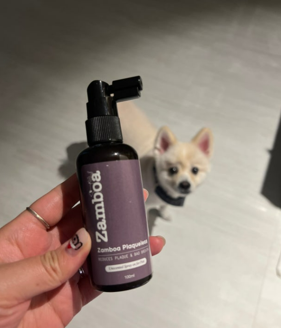 강아지 구강스프레이 효과 있나요? 3가지 기준 그리고 치석 뚝...후기