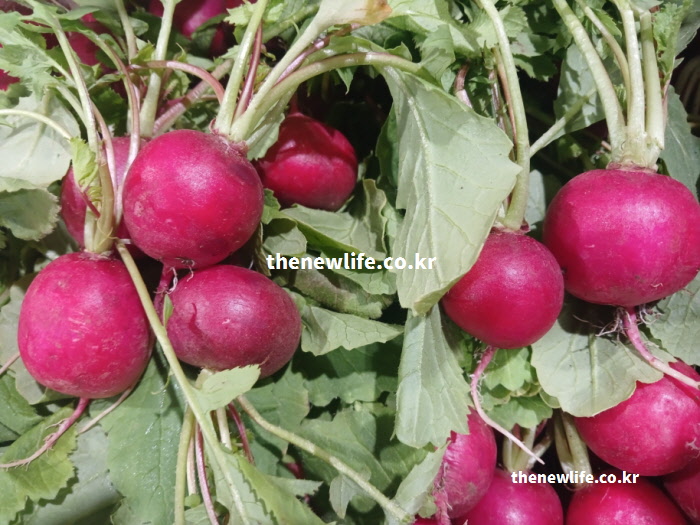 천연 소화제 역할을 하는 적환무 실물 사진. 위장 건강에 도움을 주는 붉은 뿌리와 줄기가 선명하게 보입니다.