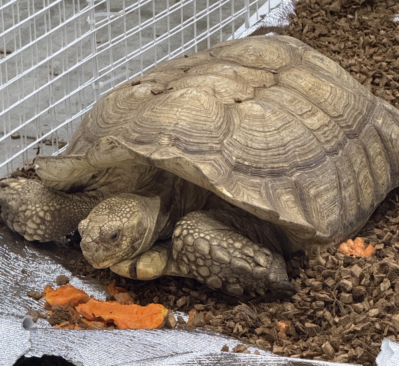 2025 관상어파충류박람회송도컨벤시아파충류사진