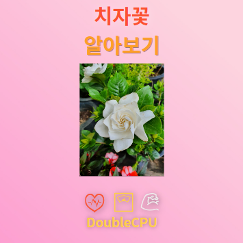 치자꽃 꽃말 및 탐구