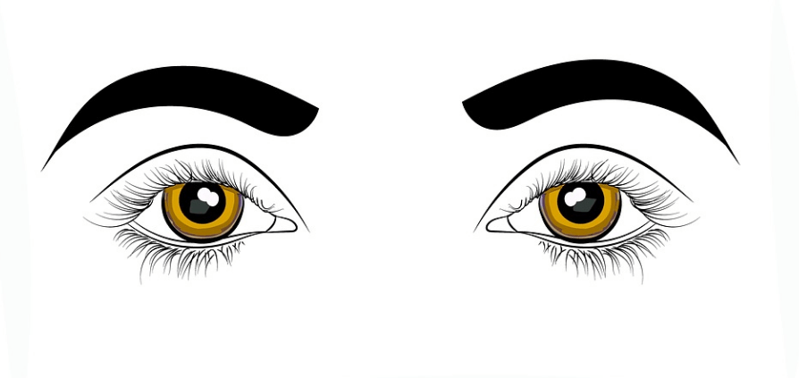삽화로 그린 양쪽 눈의 모습