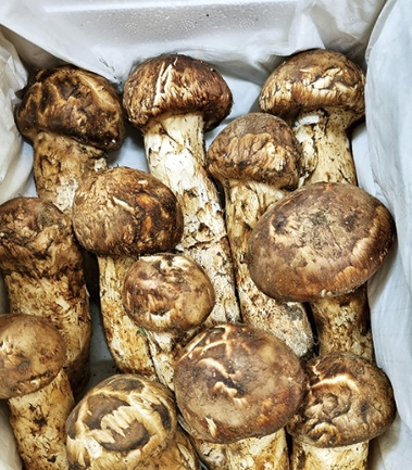 송이버섯 먹는법