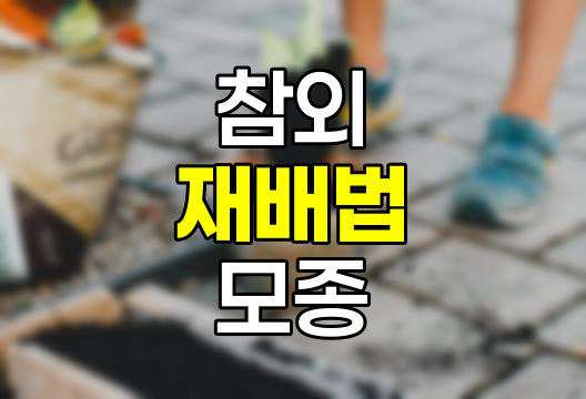참외 재배법 종합 가이드, 모종 심는 시기, 재배법, 순치기, 노지재배 완벽 정리