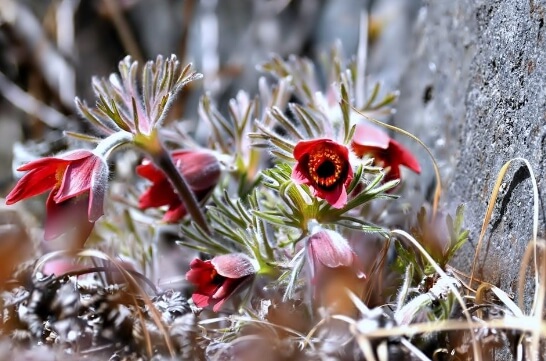 홍법사에 핀 꽃