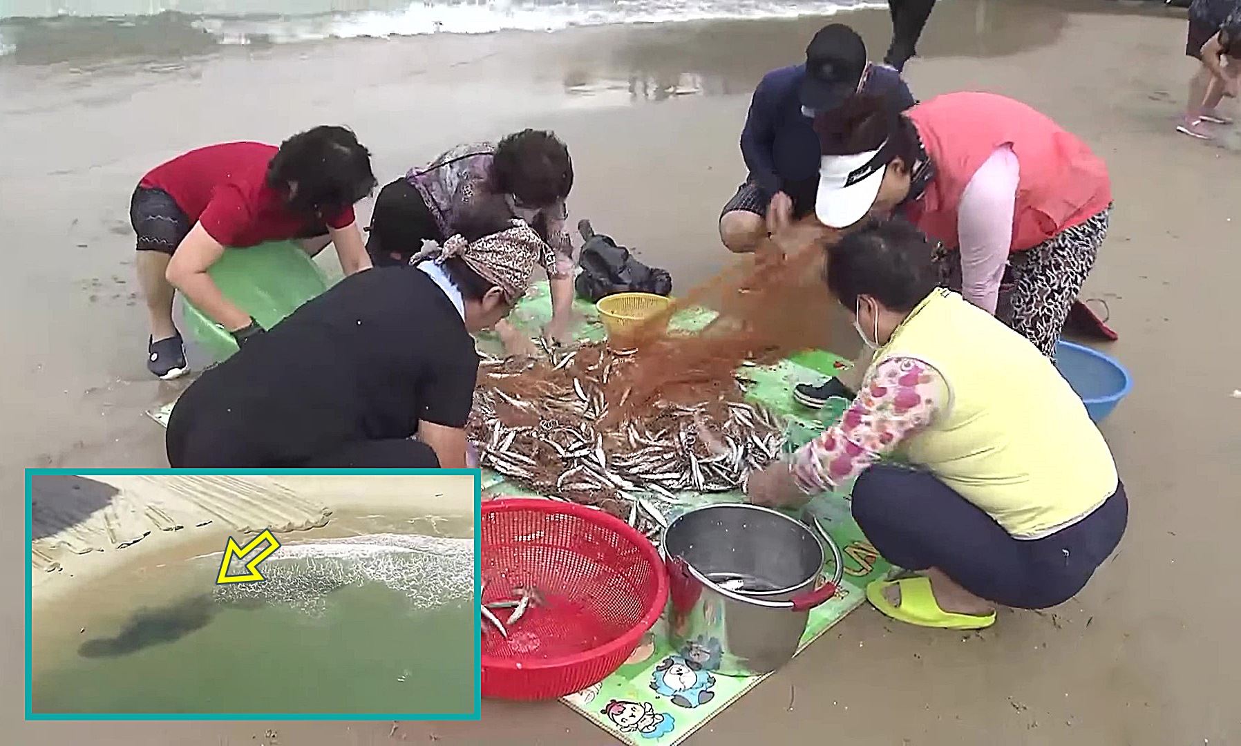 부산 바닷가에서 멸치잡이에 한창인 주민들 모습