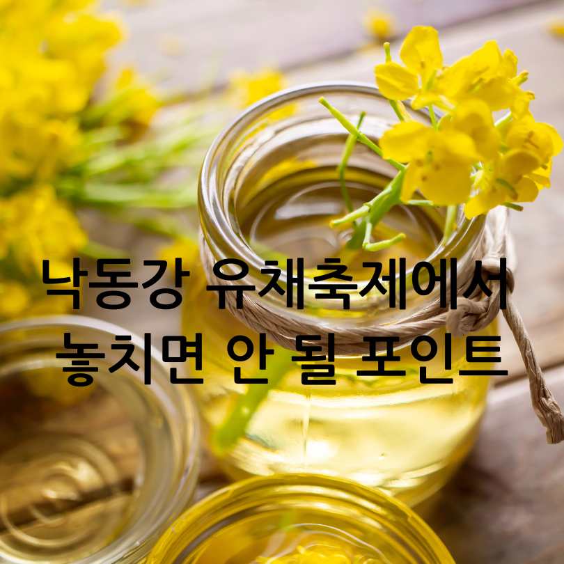 2025년 창녕 낙동강 유채축제