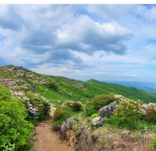 소백산 철쭉 개화시기
