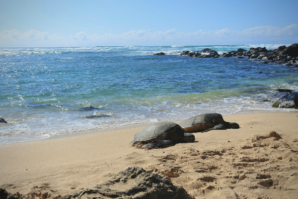 라니아케아-비치-바다거북-사진