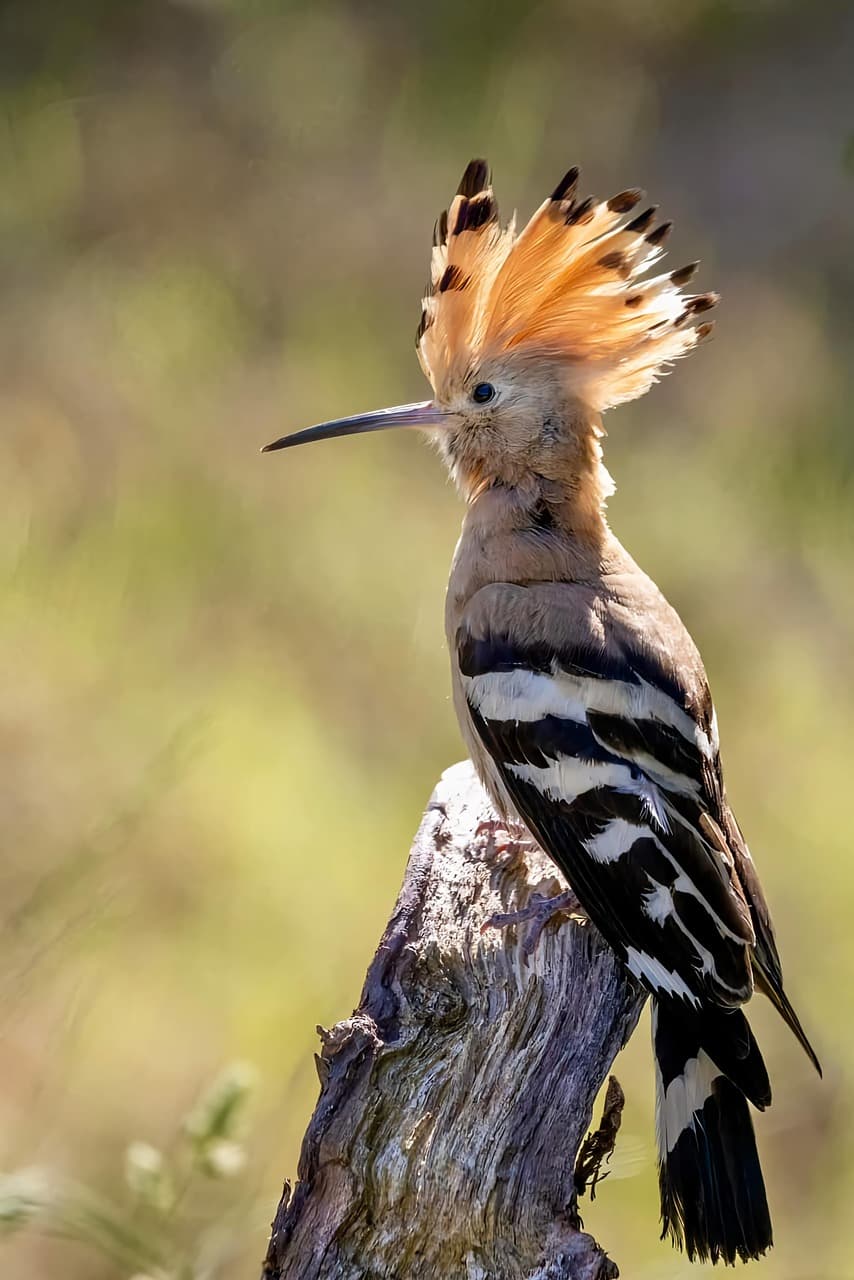 한국에서 후투티가 낯설게 인식되는 구조적 이유