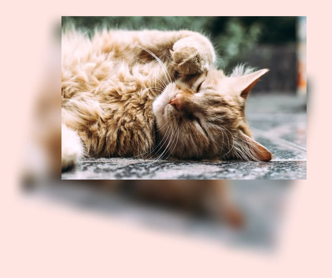 고양이 행동 언어_3_subsection