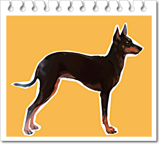 테리어.
잉글리시 토이 테리어(English Toy Terrier)