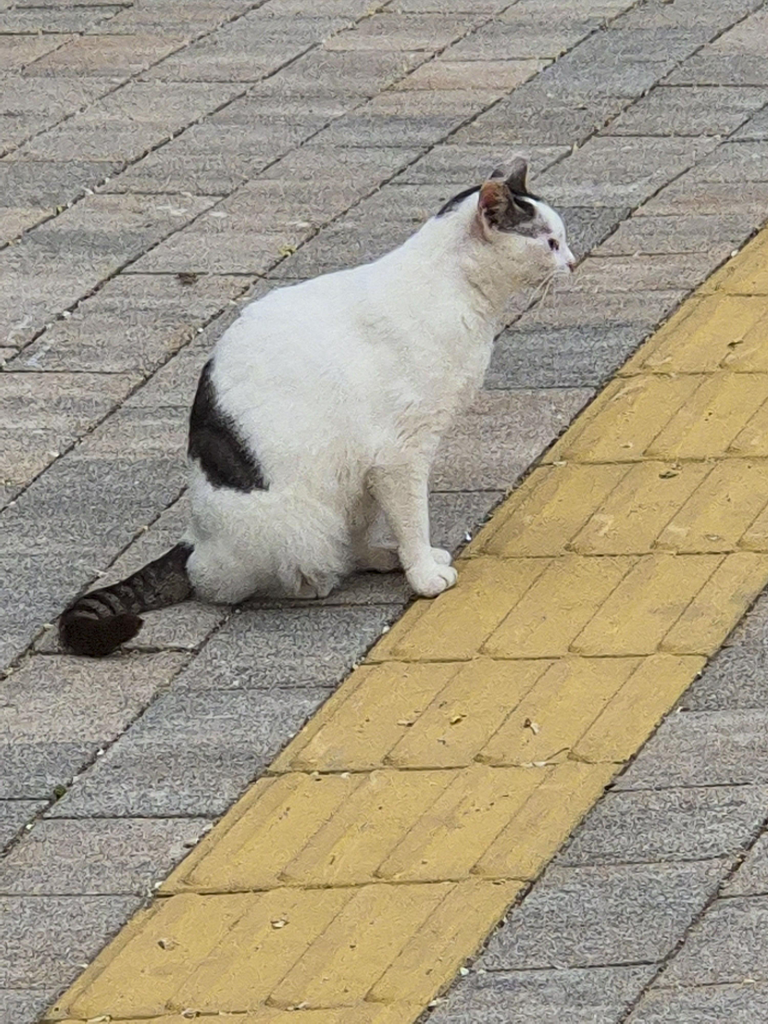 진관사 앞 공영주차장에 출몰하는 고양이