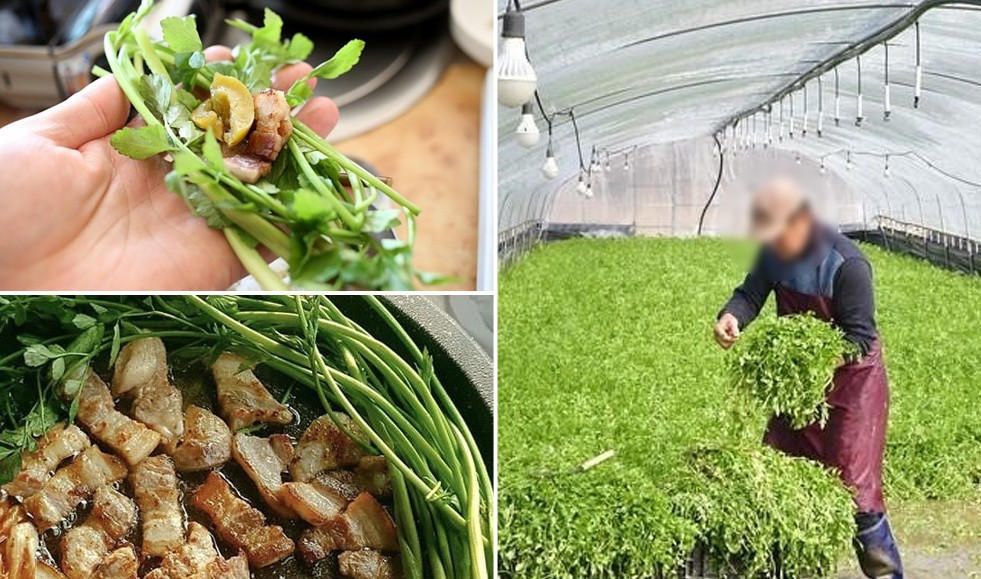 원동미나리축제