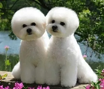 비숑 프리제 분양가격 종류 미니비숑 성격_3