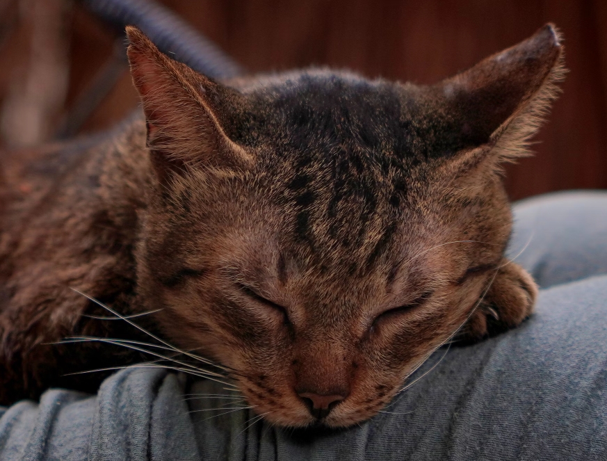 고양이 털 빠짐 줄이는 효과적인 관리법과 실내 환경 개선