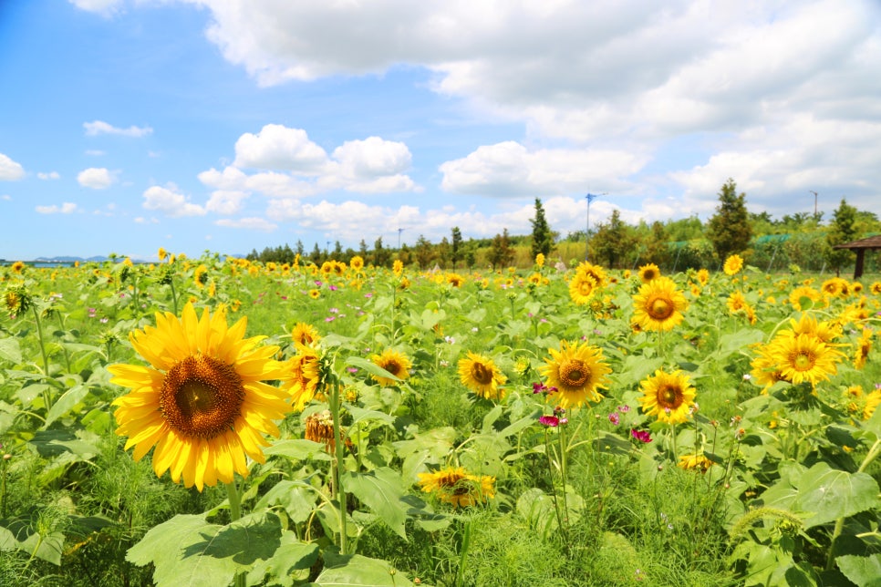 대저생태공원 해바라기 군락지