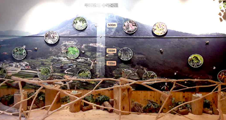 장흥 우드랜드 편백숲