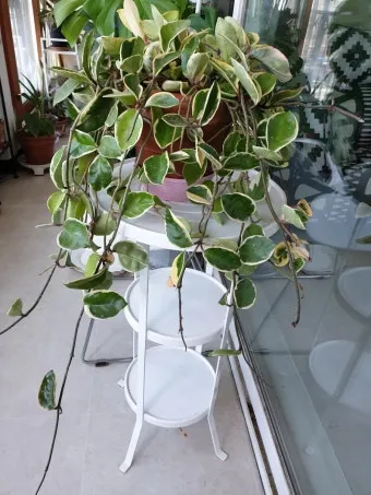 호야 키우기 꽃피우기 번식법 알고 물주기_23