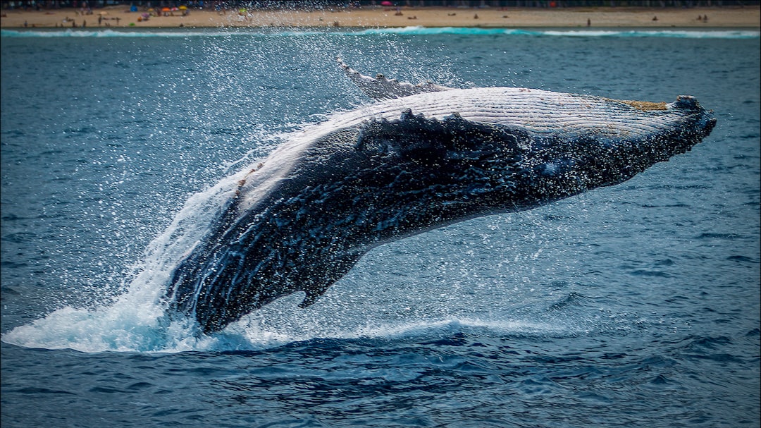 Whale.