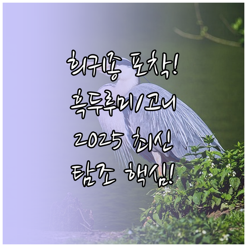 흑두루미 큰고니 만나는 2025 겨울..