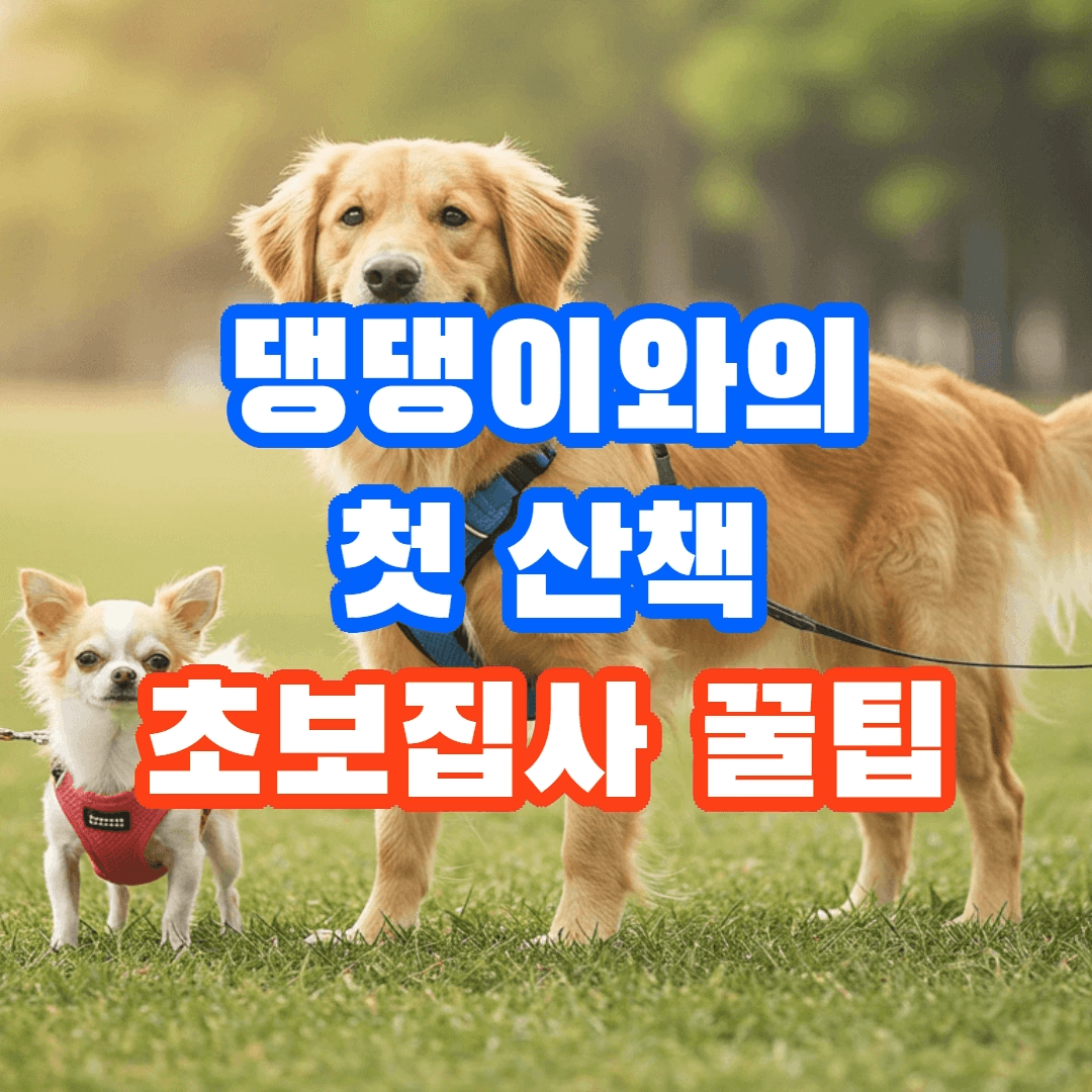 반려견과 첫 산책, 초보 주인이 알아야 할 꿀팁 6가지! 🐶