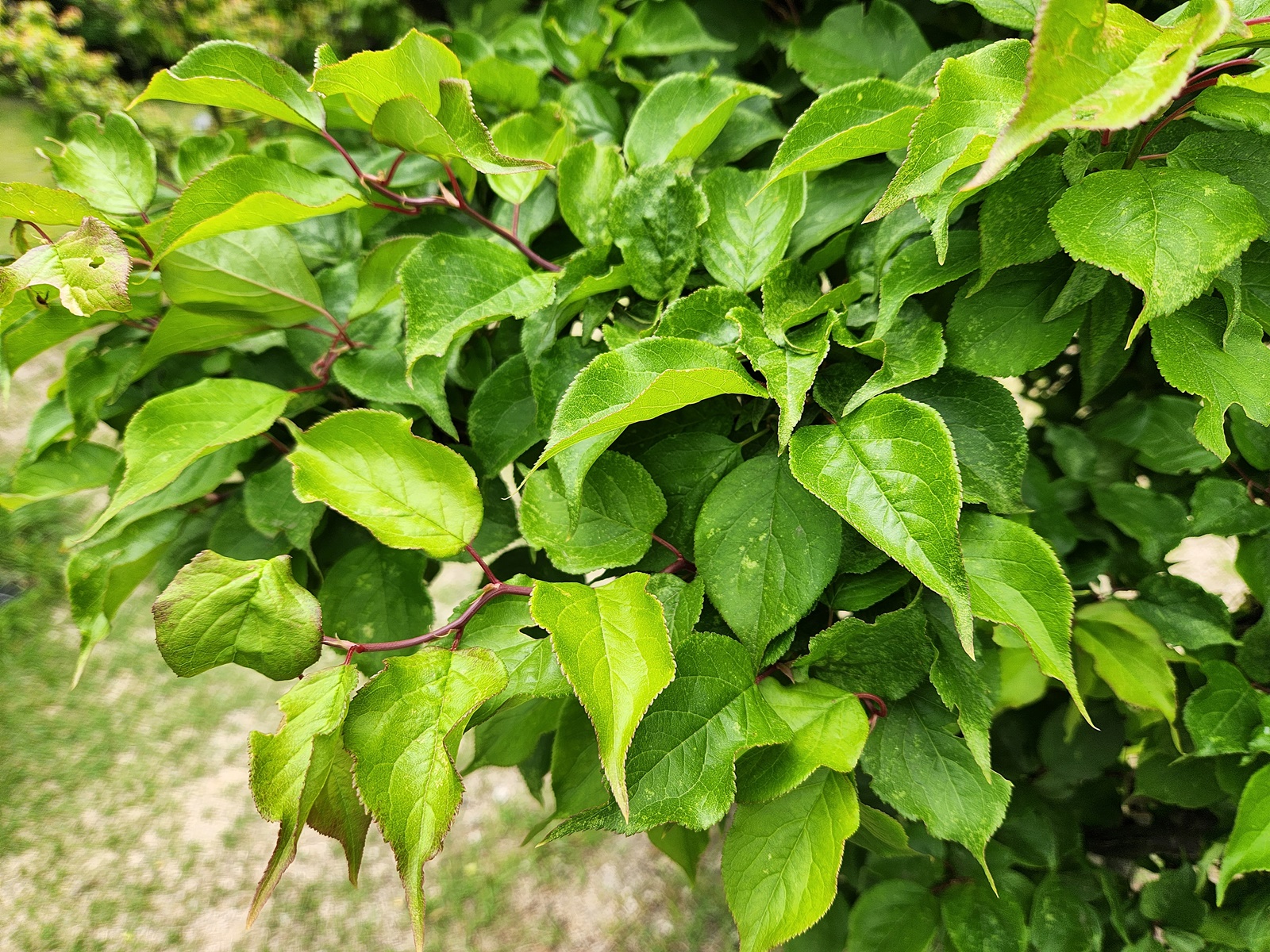 운용매(운용매화)