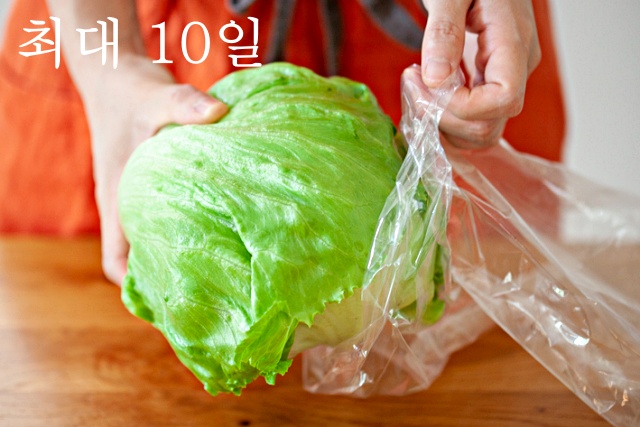 양상추 보관법, 시든 상추 살리는방법, 시든 채소 싱싱하게, 얼음물 양상추, 팁줌 매일꿀정보