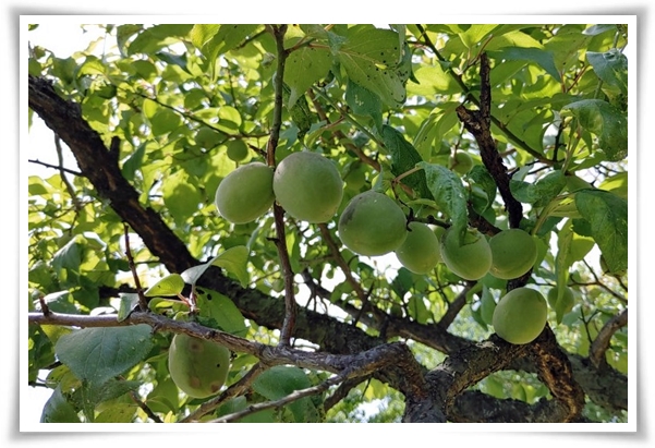 텃밭 "6월, 매실 수확하세요!" 초록빛 활력의 싱그러운 여름의 맛 매실!