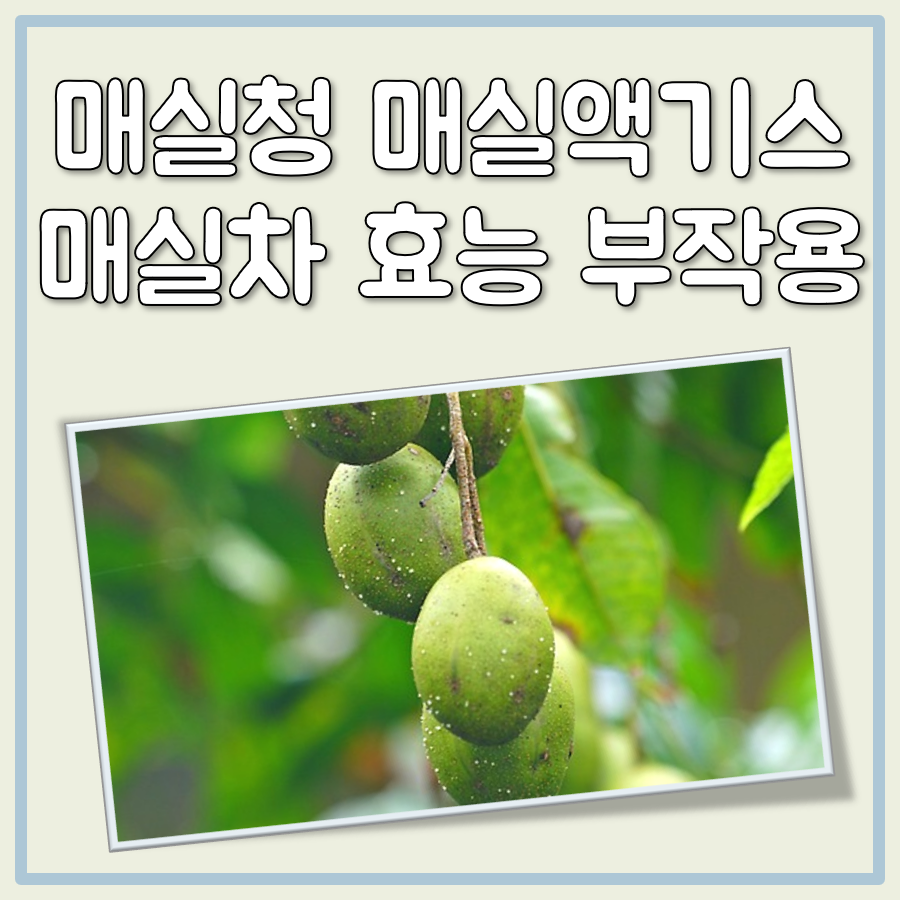 매실청 매실 액기스 차이, 매실차 효능 및 부작용 대표 이미지