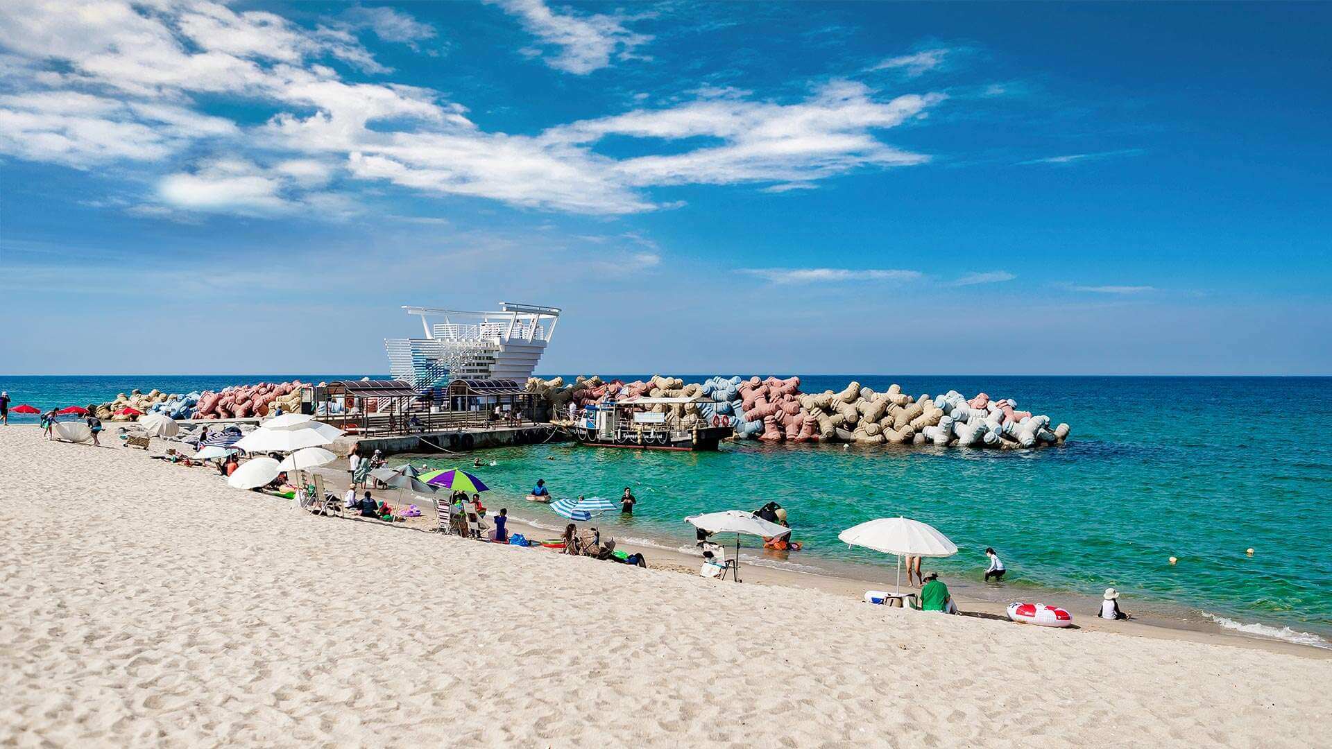 강릉 사근진 해변 유채꽃밭