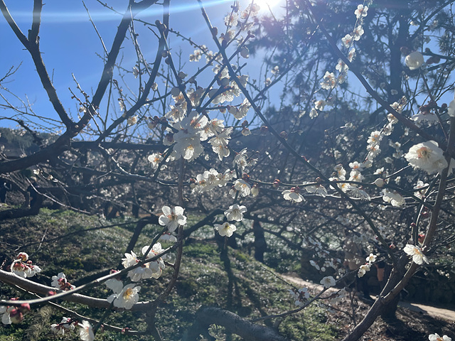 24년 광양 매화 축제 일정 요금 주차