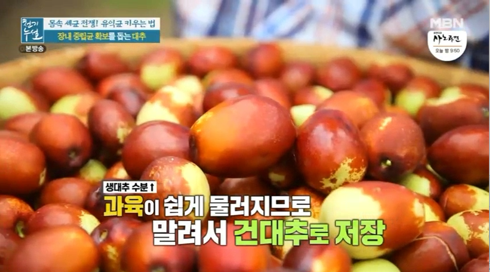 대추 사과대추 효능 대추차 생대추 건대추 고르는법 칼로리 보관법