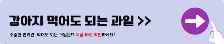 강아지 먹어도 되는 과일