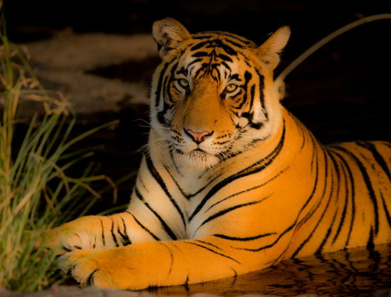 호랑이 꿈해몽 정리