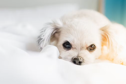 개의 악성 종양 증상 누워있는 하얀 개.