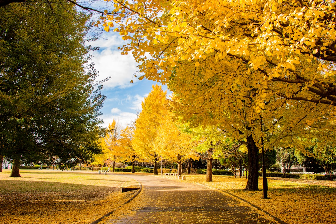 Ginkgo Forest
