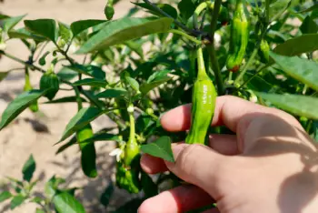 꽈리고추 효능 및 영양소