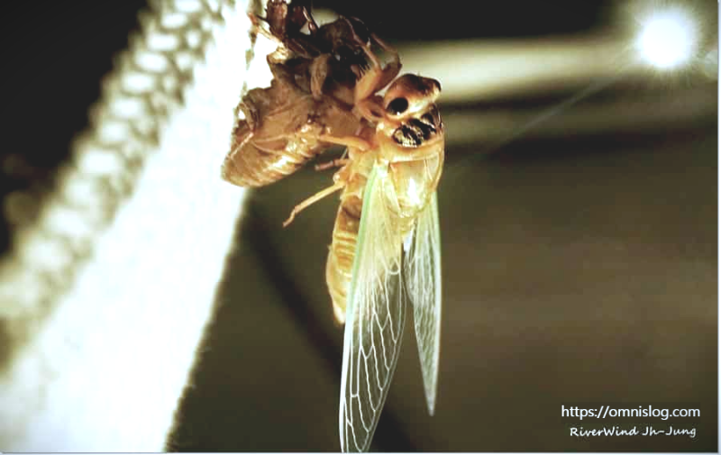 매미의 아름다운 탄생