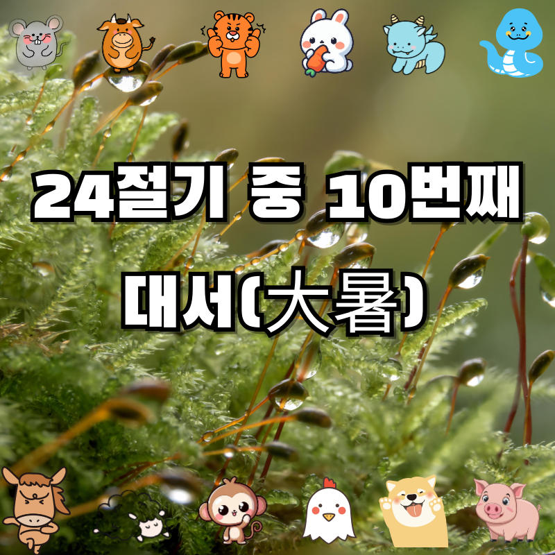 🔥 대서(大暑)란? — 더위의 절정, 여름의 끝자락