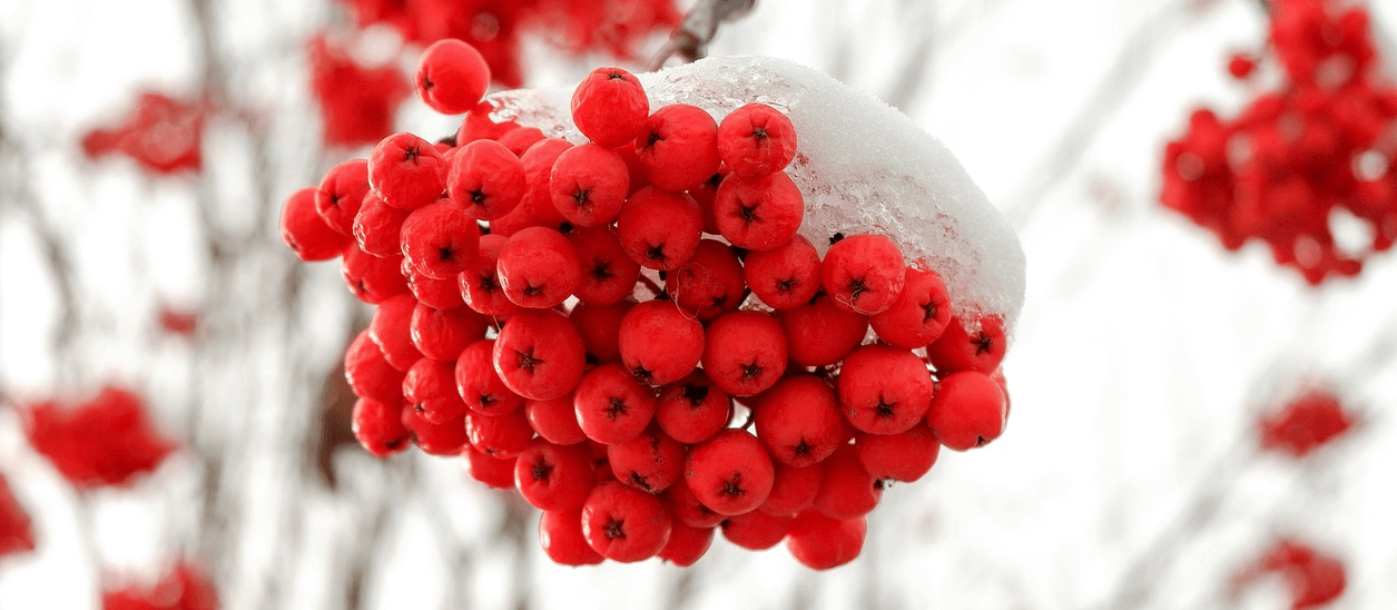 마가목 사진 - 1