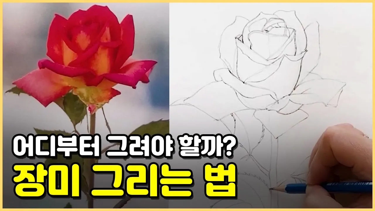장미 삽목시기 삽목 방법 줄장미 넝쿨장미 색깔별 장미_4