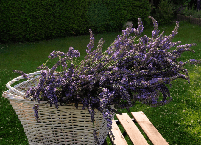 집에서 키우는 라벤더, 바구니에 담긴 라벤더