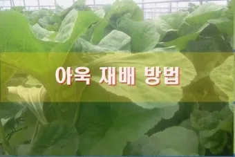 아욱 재배 텃밭 초보 직파 심기 병충해 적음_30