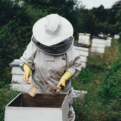 벌집 효능과 부작용